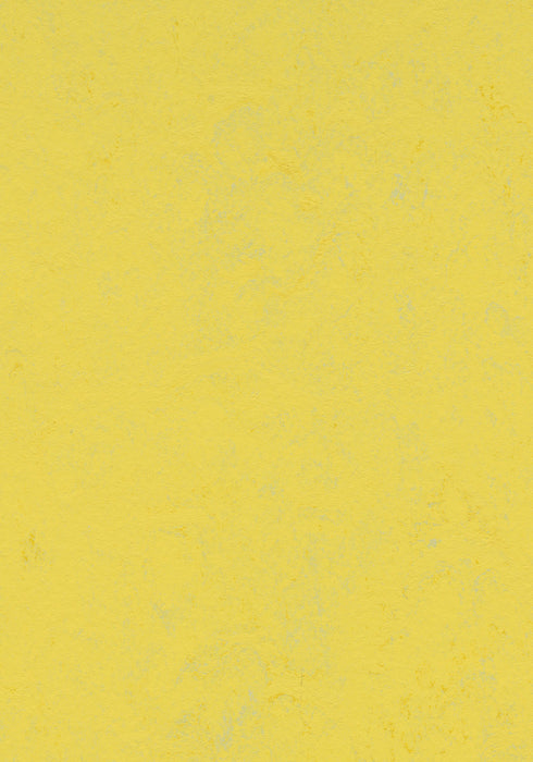 Marmoleum Sheet Concrete - Yellow Glow B&R: Flooring & Carpeting Forbo USA 