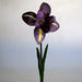 Iris on a Stalk B&K: Rugs & Decor Dryads Dancing 